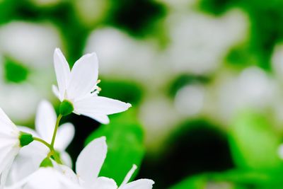 Close-up of white flower blooming outdoors