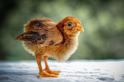 Close-up of bird