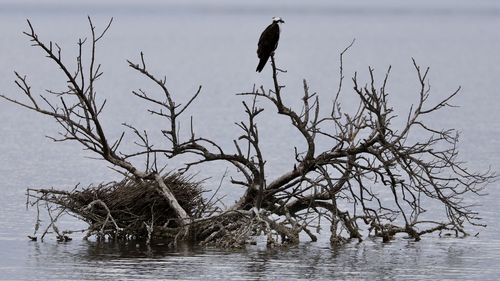 View of bird perching on branch against sky