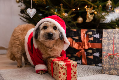 Close-up of dog