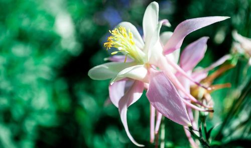 Close-up of pink flowers