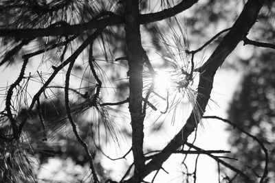 Close-up of tree branch