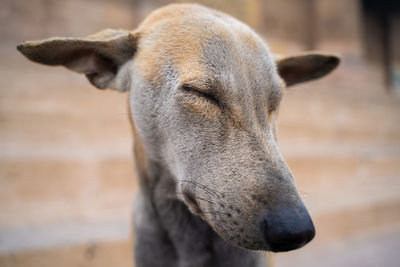 Close-up of a dog