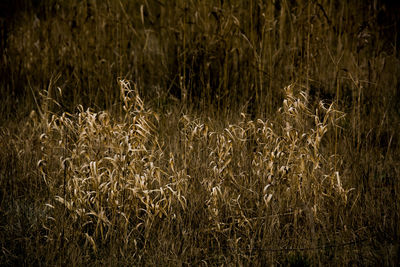 Close-up of wheat field