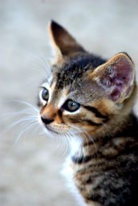 Close-up of cute cat