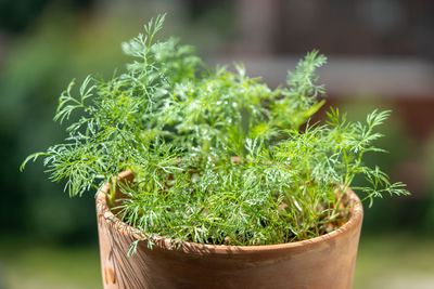 Close-up of potted plant