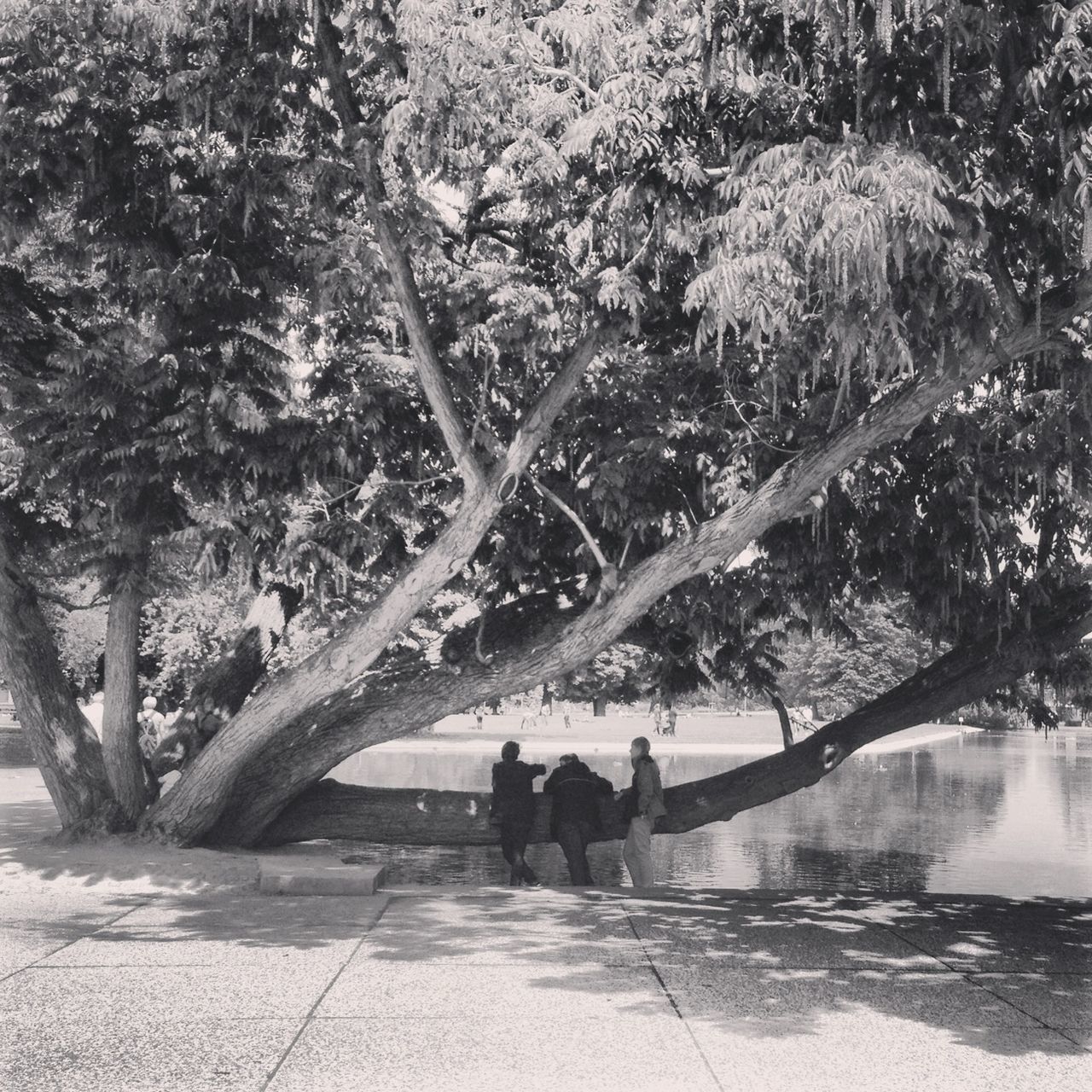 tree, lifestyles, leisure activity, water, men, togetherness, person, bonding, walking, rear view, full length, nature, lake, shadow, river, growth, branch