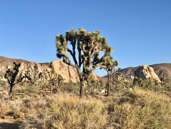 Trees on field against clear blue sky