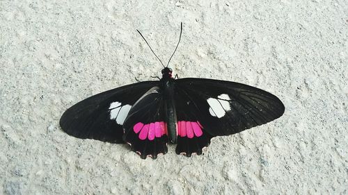 Close-up of butterfly