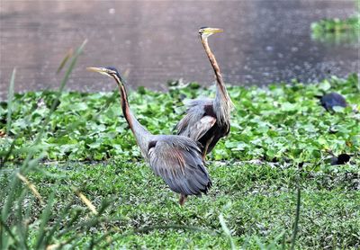 High angle view of gray heron on field