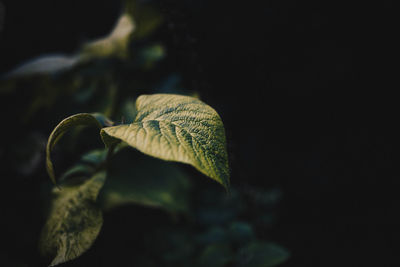 Close-up of fresh green plant leaves against black background