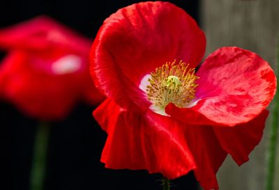 Close-up of red rose flower against black background