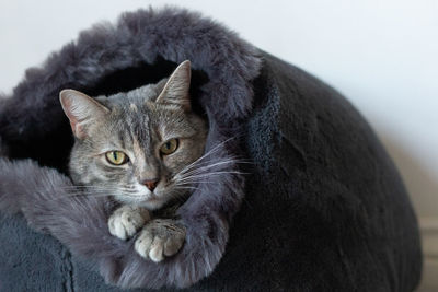 Close-up portrait of a cat