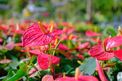 Close-up of red flowering plant