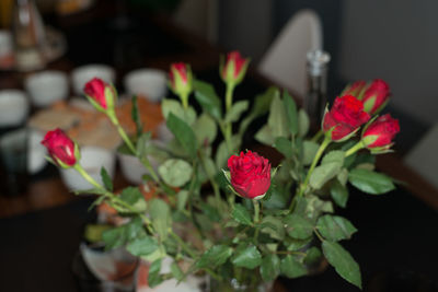 Close-up of red flowering plant