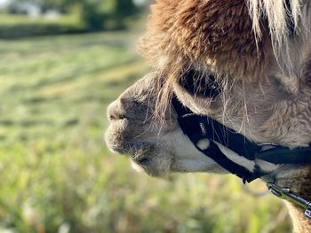 Close-up of horse on field