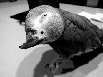 Close-up of bird perching outdoors