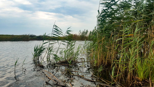 Plants growing in lake against sky