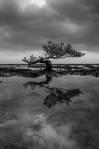 Tree by lake against sky