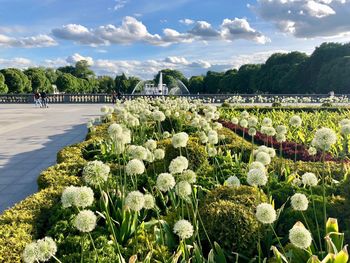 View of flowering plants by bridge against sky