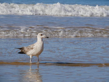 Seagull perching on a beach