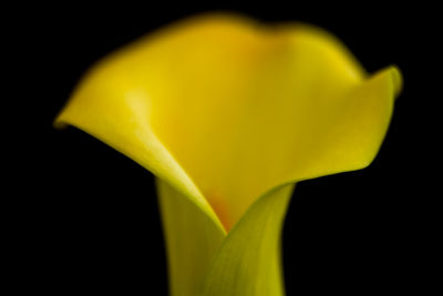 Close-up of yellow flower over black background