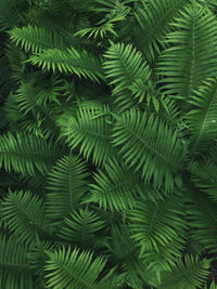 Full frame shot of fern tree looks like palm tree