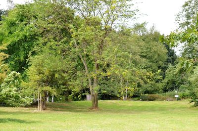 Trees in forest