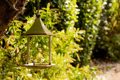 Close-up of small plant hanging on tree in garden