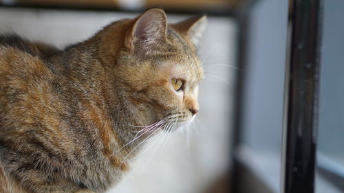 Close-up of a cat looking away