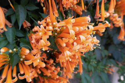 Close-up of orange flowering plant