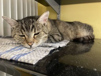 Close-up of a cat resting on bed