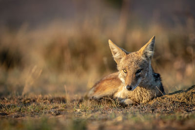 Portrait of an animal on land