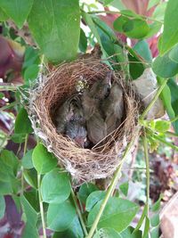 Close-up of bird in nest