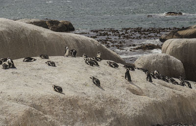 A waddle of african penguins, perching boulder at bboulder beach in simon's town , south africa.