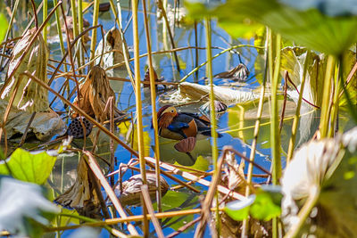 Close-up of bird in nest