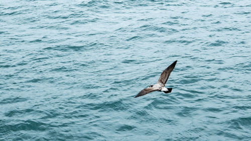 High angle view of fish swimming in sea