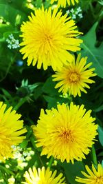 Close-up of yellow flowers blooming outdoors