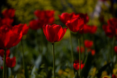 Close-up of red tulip flowering plant