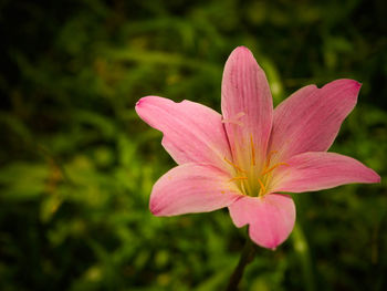 Close-up of pink flowering plant