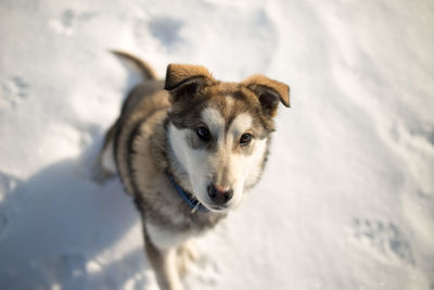 High angle portrait of dog on snow