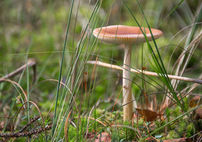 Close-up of mushroom growing outdoors