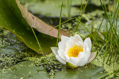 Close-up of white flower