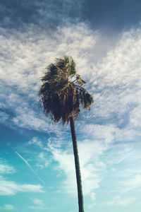 Low angle view of coconut palm tree against sky