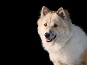 Close-up portrait of a dog over black background