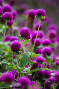 Close-up of pink flowering plants