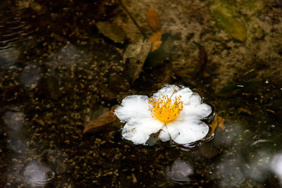 High angle view of white flower in water