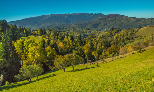 Scenic view of field against clear sky