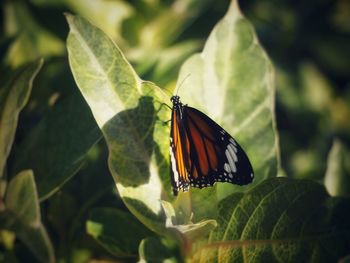 Butterfly on leaf