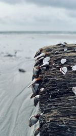 Close-up of pebbles on beach